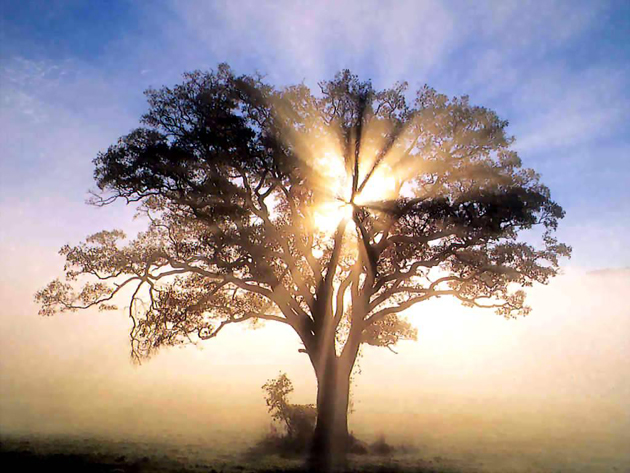 america_-_oak_tree_in_new_england_sunrise america_-_oak_tree_in_new_england_sunrise