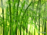 japanese_bamboo_forest