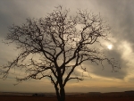 nature-sadtree_1024x768