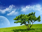 serenity_tree